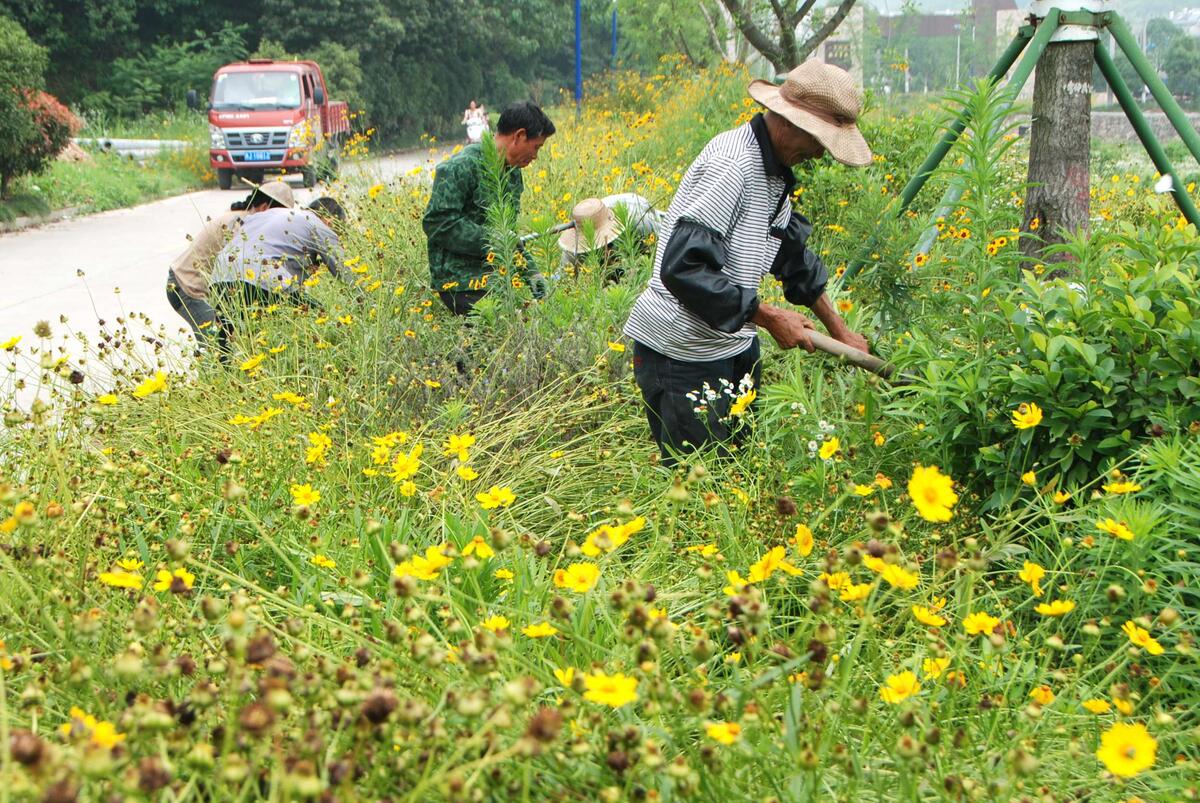 6月8日上午,村民们正在温岭市城南镇古路两边的金鸡菊花丛中除草.
