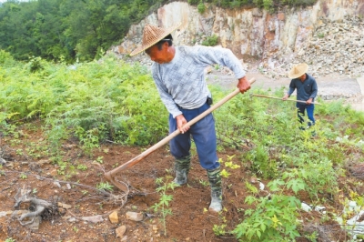 设立中药材生产教学基地--金华频道