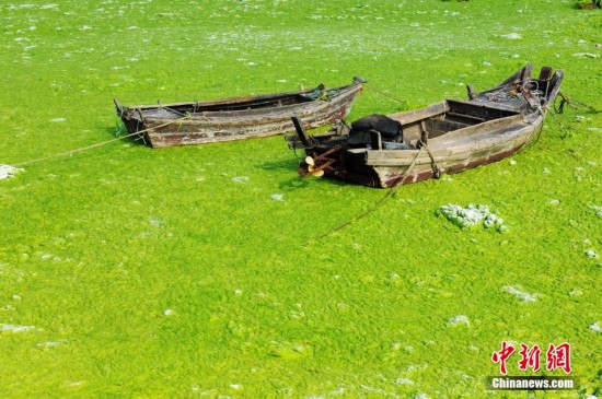 山东青岛遭浒苔侵袭