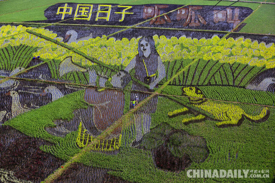 巨幅稻田画亮相沈阳