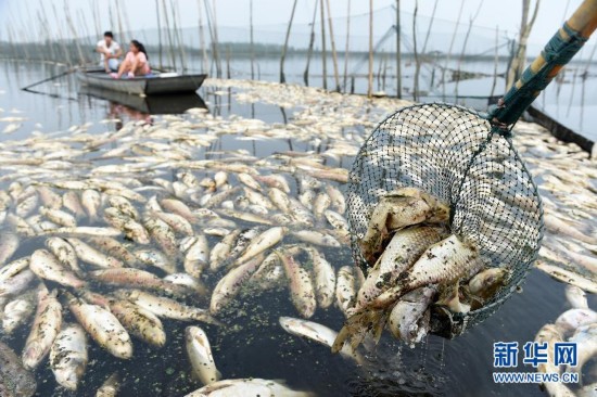 九万亩水域成“酱油湖”