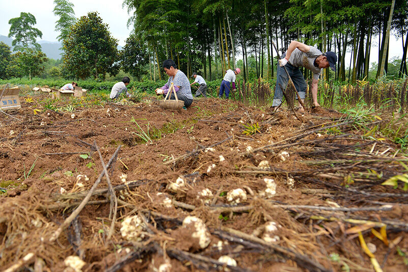 百合新鲜上市--长兴新闻网