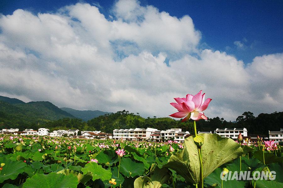 夏荷盛花迎客