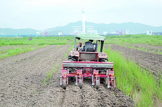 六横种粮大户用上玉米播种机