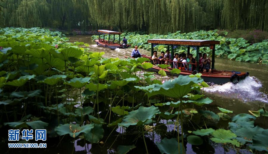 北京:荷花盛开游人来