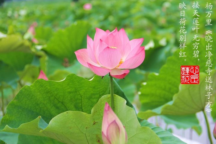 最后一池荷花丨江南可采莲图片