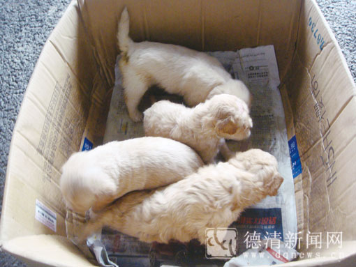 狗妈妈不见了 四个小孤儿去哪儿--德清新闻网