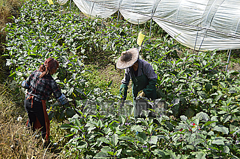 龙南乡岭后村工人正在为茄子人工除草