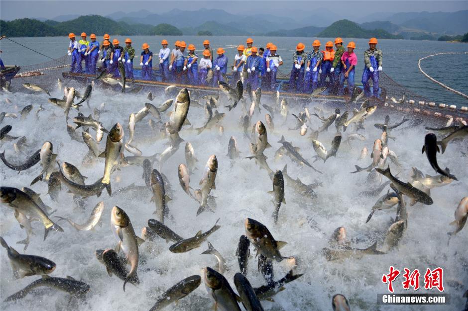 浙江杭州千岛湖巨网捕鱼