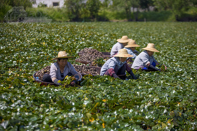 菱角上市--长兴新闻网