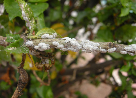 一,危害性扶桑绵粉蚧是半翅目,绵粉蚧属昆虫,能为害棉花,蔬菜和园林