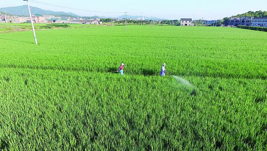 这也是我区首次大面积种植旱稻