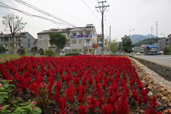 城乡处处姹紫嫣红-街道,图为,上图,全县,变得,-浦江新闻网