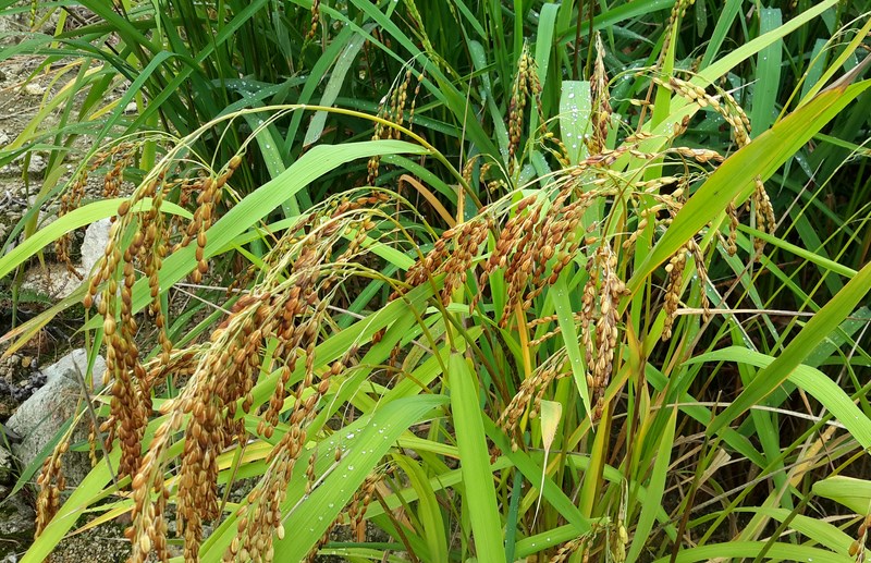 红花油茶树图片_种油茶树的收入(2)