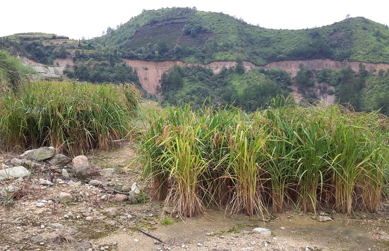 红花油茶树图片_种油茶树的收入(2)