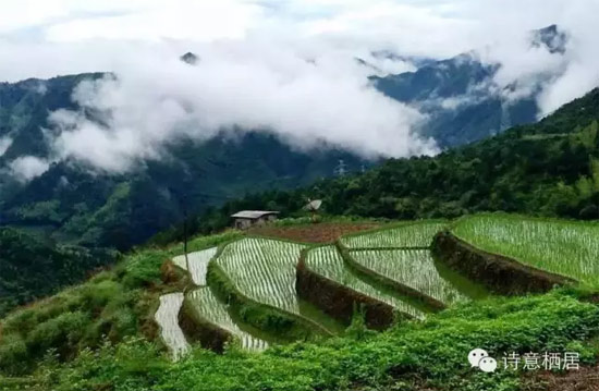 庆元有多少人口_油菜花都开好啦 第一个冲向庆元竹口