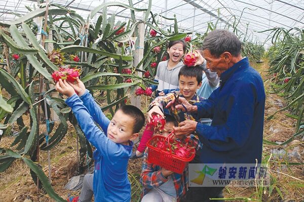 磐安产火龙果上市了--磐安新闻网