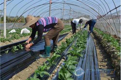 抢铺地膜为草莓"保暖(图)