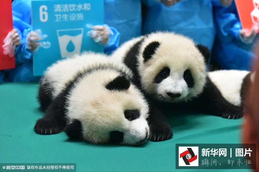 13ֻ����è��������