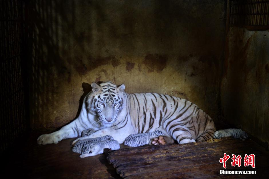 �׻����赮��5��̥