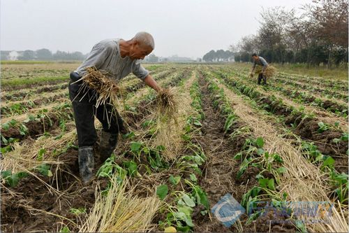 秸秆盖油菜 环保护苗一举两得(图)-2