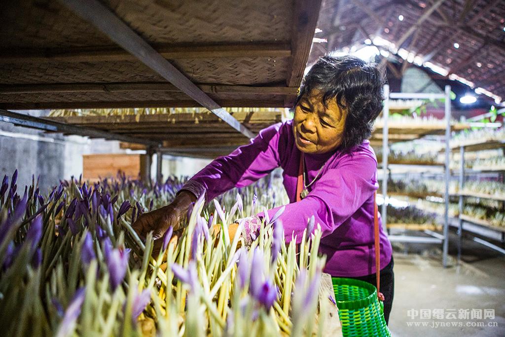 西红花种植收益好