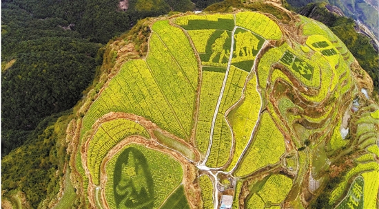 青田县小舟山乡举办的"创意花田"租赁权拍卖会上,3块共5亩油菜花田