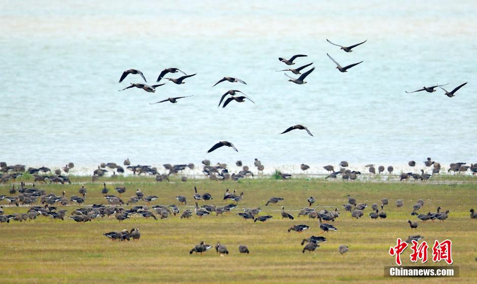 �����Ž��ֶ�Ѵ