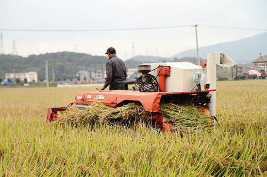 全市首个旱稻种植地喜获丰收