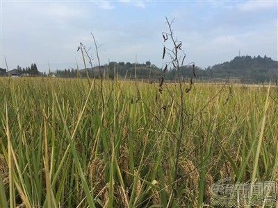 2018年天台下曹村经济总量_天台图片