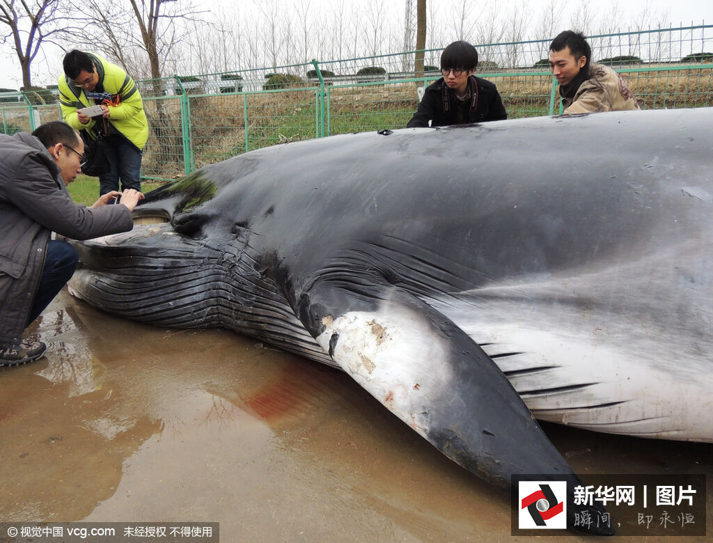 С���������ɱ걾