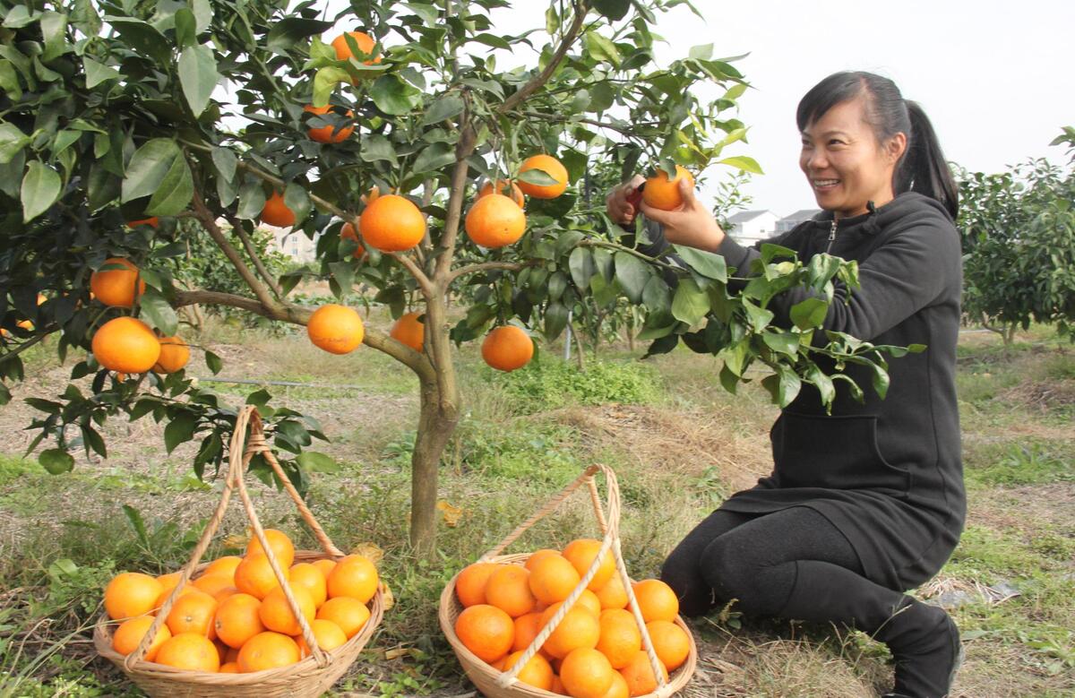 “红美人”柑橘 质优市场俏--温岭新闻网