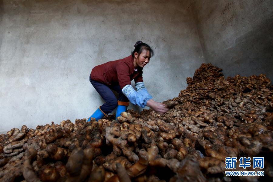 生姜地窖“保卫战”