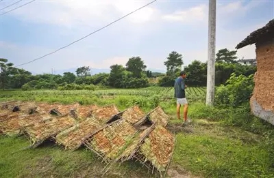 前两年,为了能避免晒烟"靠天吃饭,李金德还专门在离家不远的空地上搭