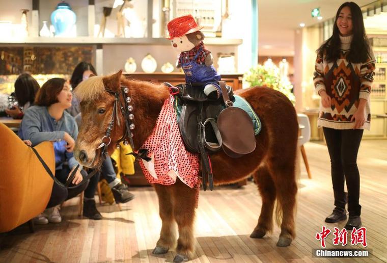 世界著名短腿马亮相南京