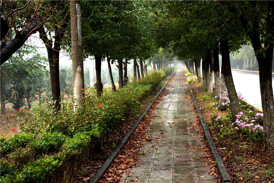 ɭ������