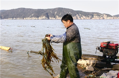 放养海带