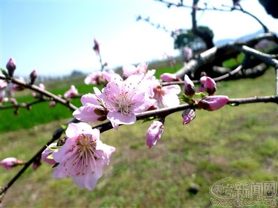 花桃街过年