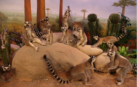 猴年观猴 横店动物乐园好去处-动物园-东阳新闻