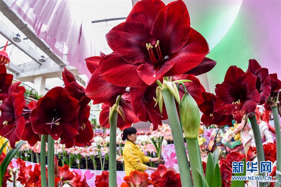 �����춥���������