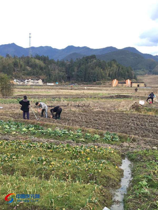 在淤上乡坑里村,蔡段村等地,农户正忙着松土,播种土豆,呈现一派人勤