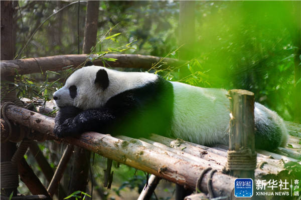 �Ȼ��ˣ�����è����