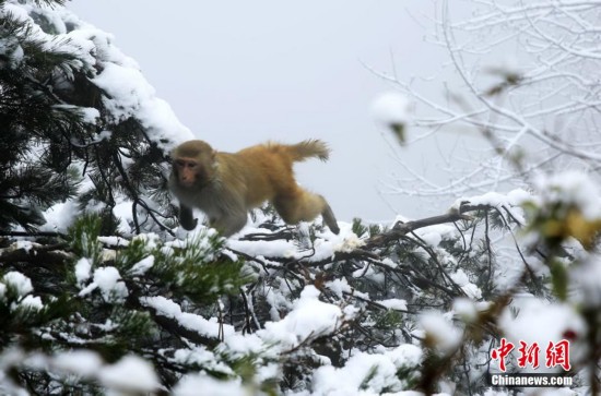 �żҽ��ʯկԪ����ѩ