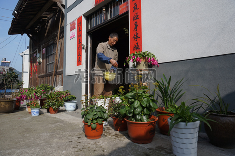 安仁镇张畈村家家户户都种起了各色花卉