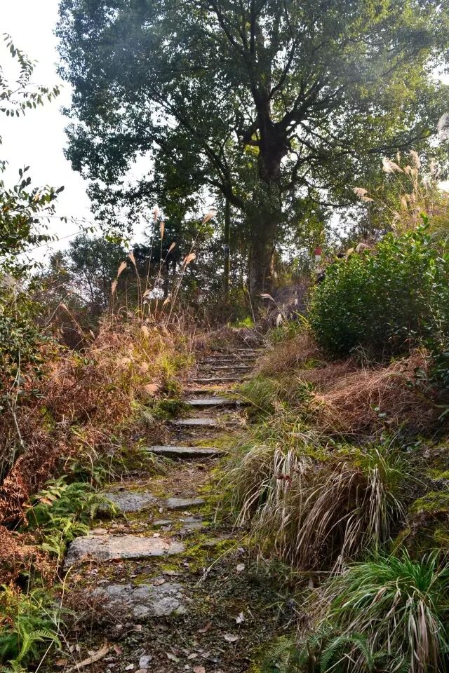 【小松阳古道】钓鱼岭漫笔