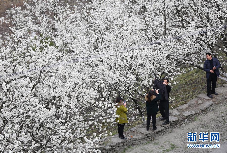 ���ա�ѩ���� ӣ�һ���