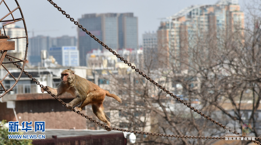 9只猕猴上演猴版越狱