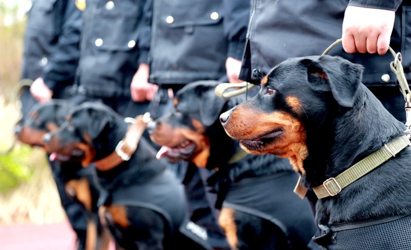 3月10日,在县警犬训练中心,5只名叫ez,赛恩,蛮子,战神,刀锋的罗威纳