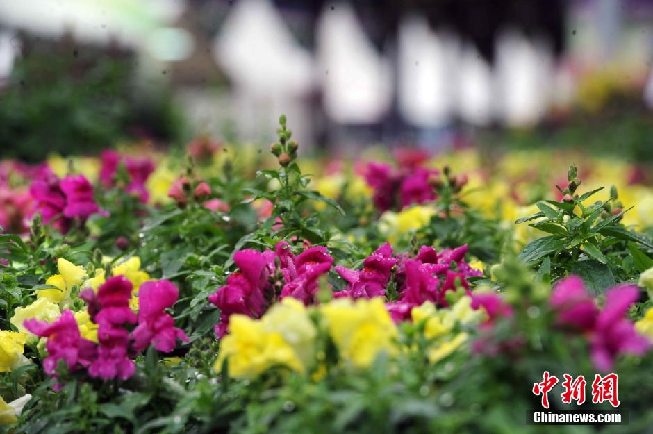 香港花展35万株花齐争艳