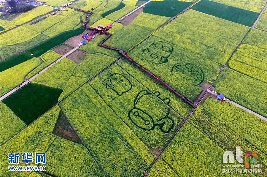 卡通萌图现四川油菜花田